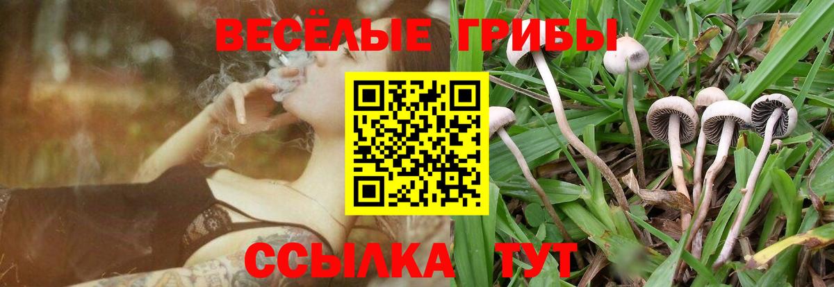 Галлюциногенные грибы Psilocybe Рыбинск
